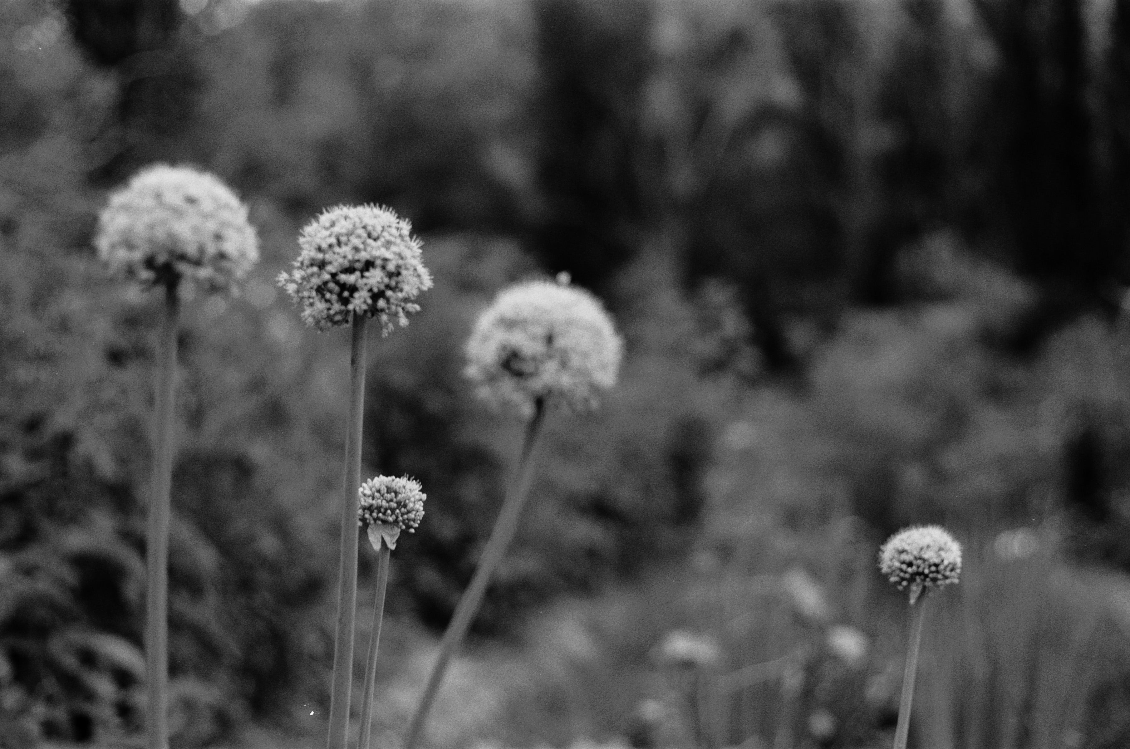 Seasons on the Farm - May
