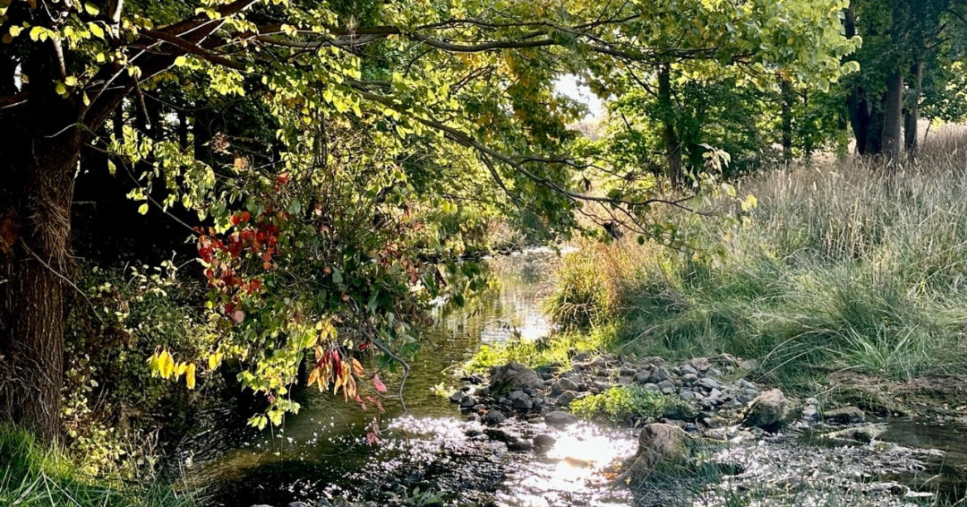 Trisha’s Meanderings - April