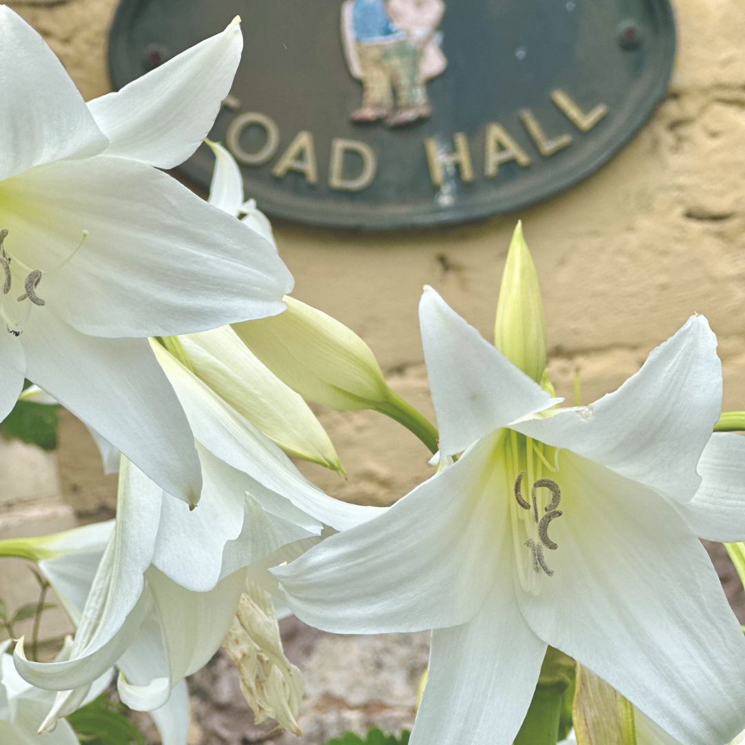 Trisha’s Meanderings - February