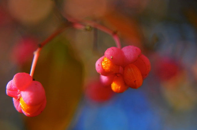 Trisha's Meanderings - May
