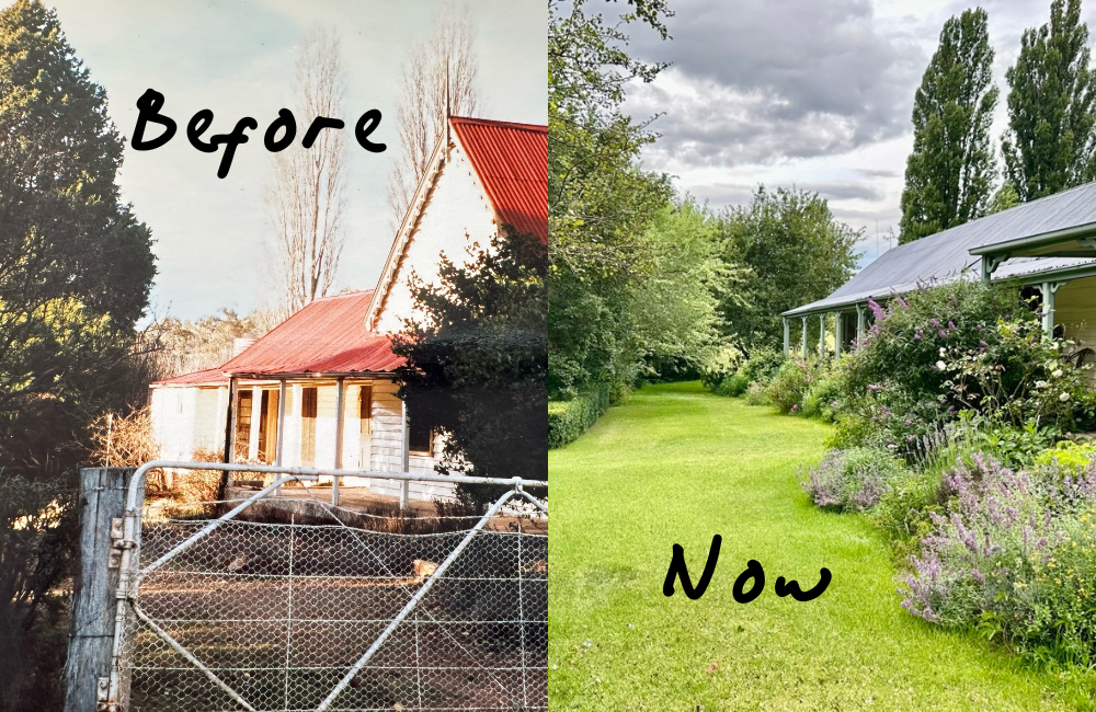 December in the Garden - Trisha's Meanderings