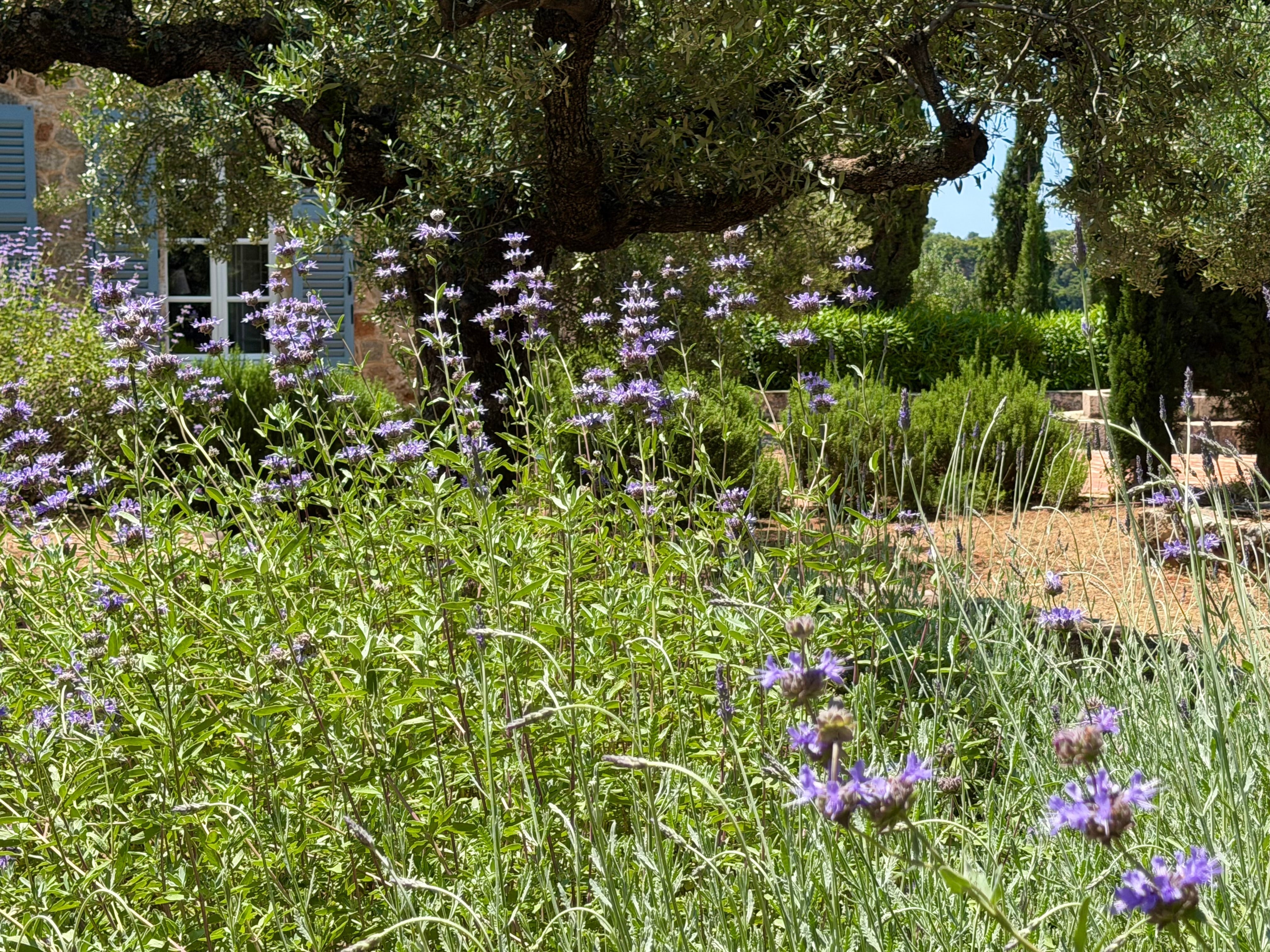 Trisha's Meanderings - Lessons from Mediterranean Gardens