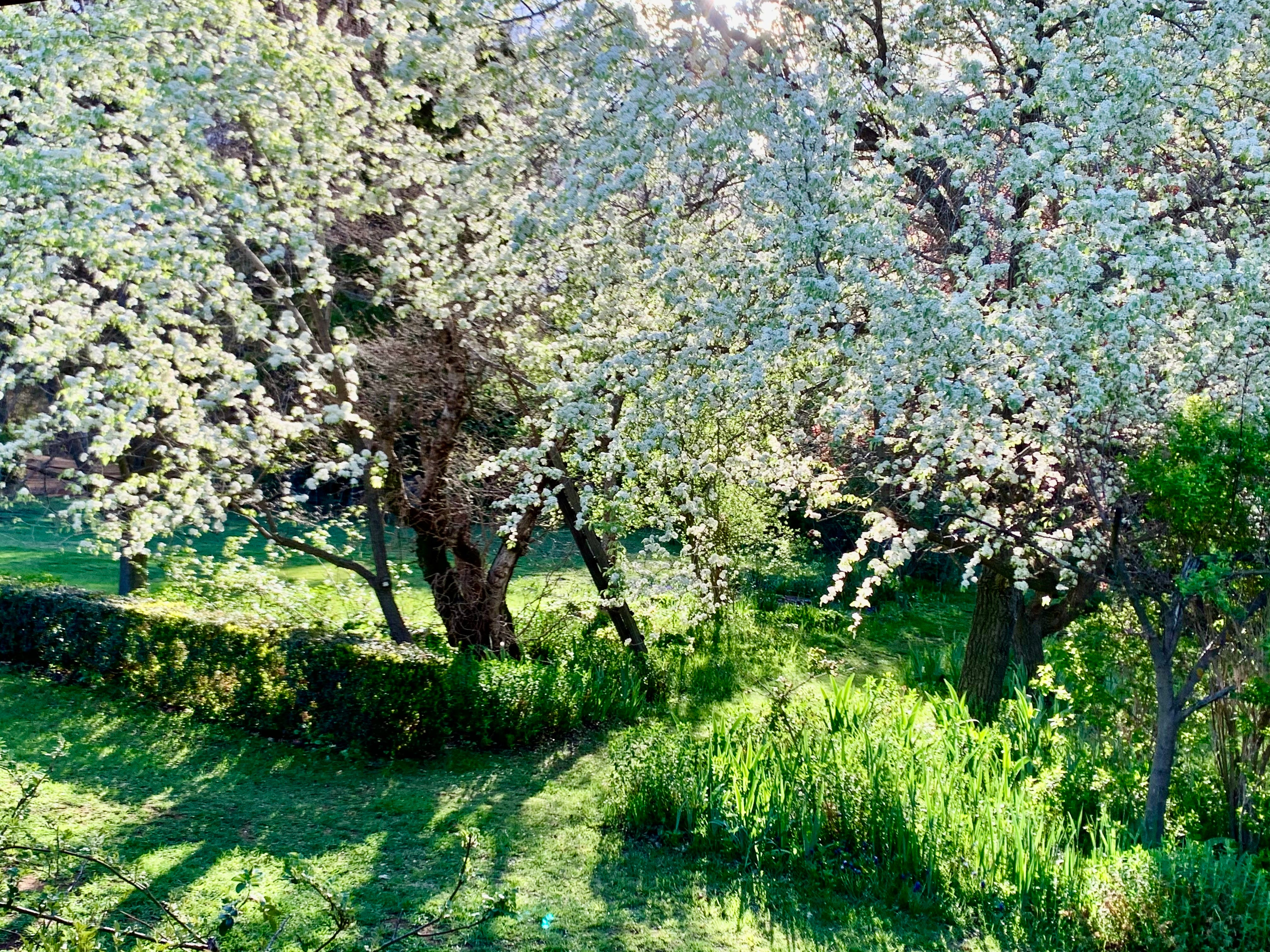 Spring In The Garden - September
