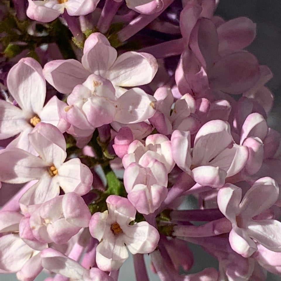 Spring In The Garden - October