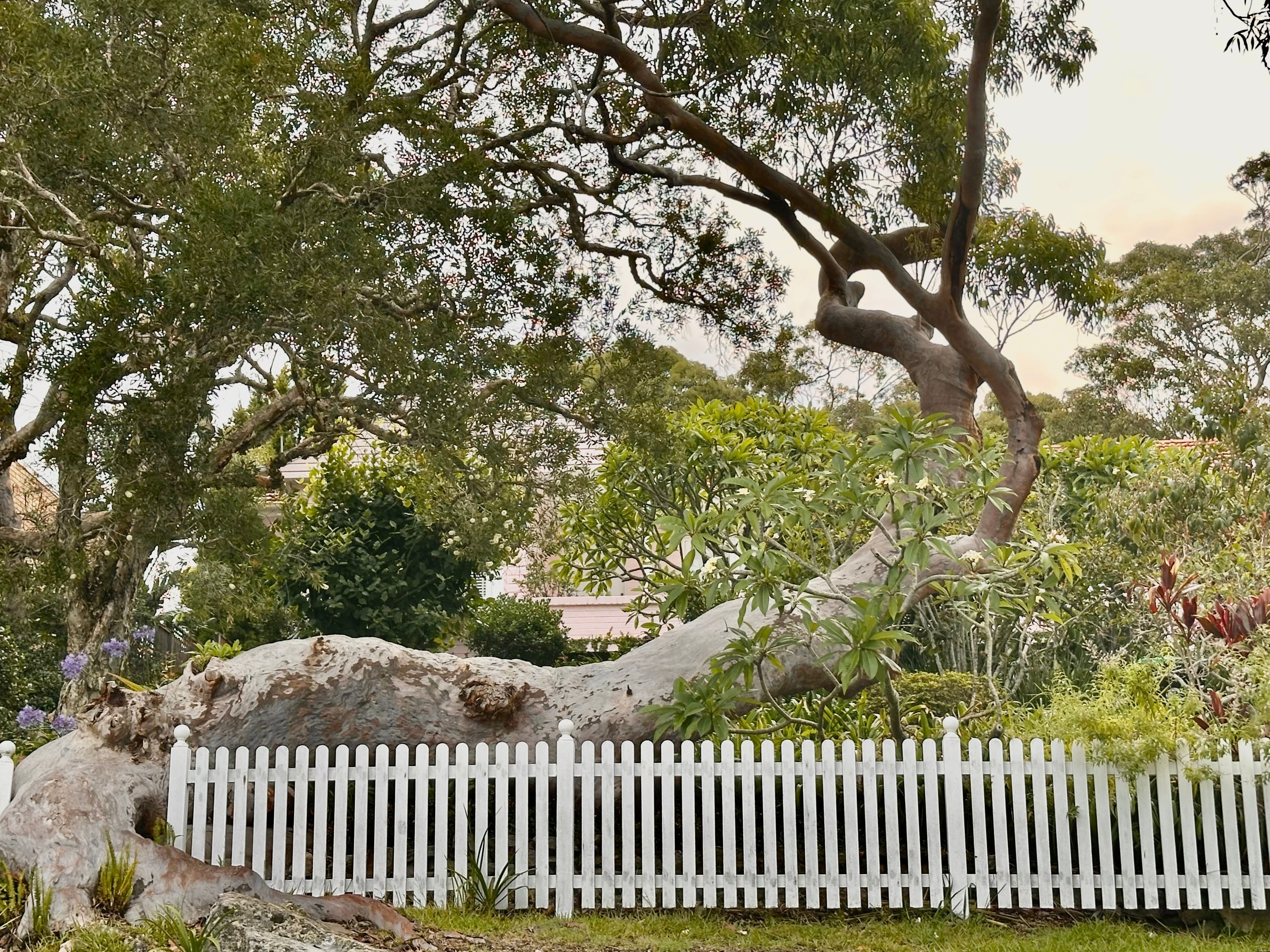 February in the Garden - Trisha's Meanderings