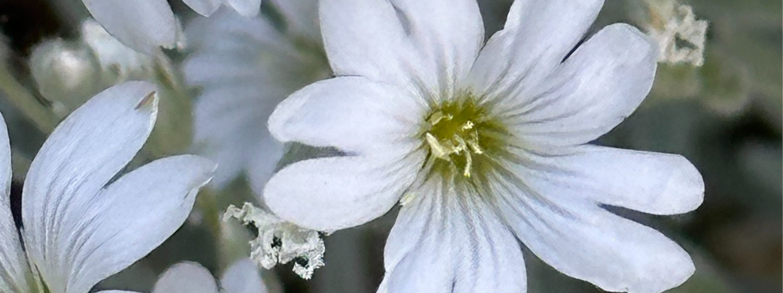 November in the Garden - Trisha's Meanderings