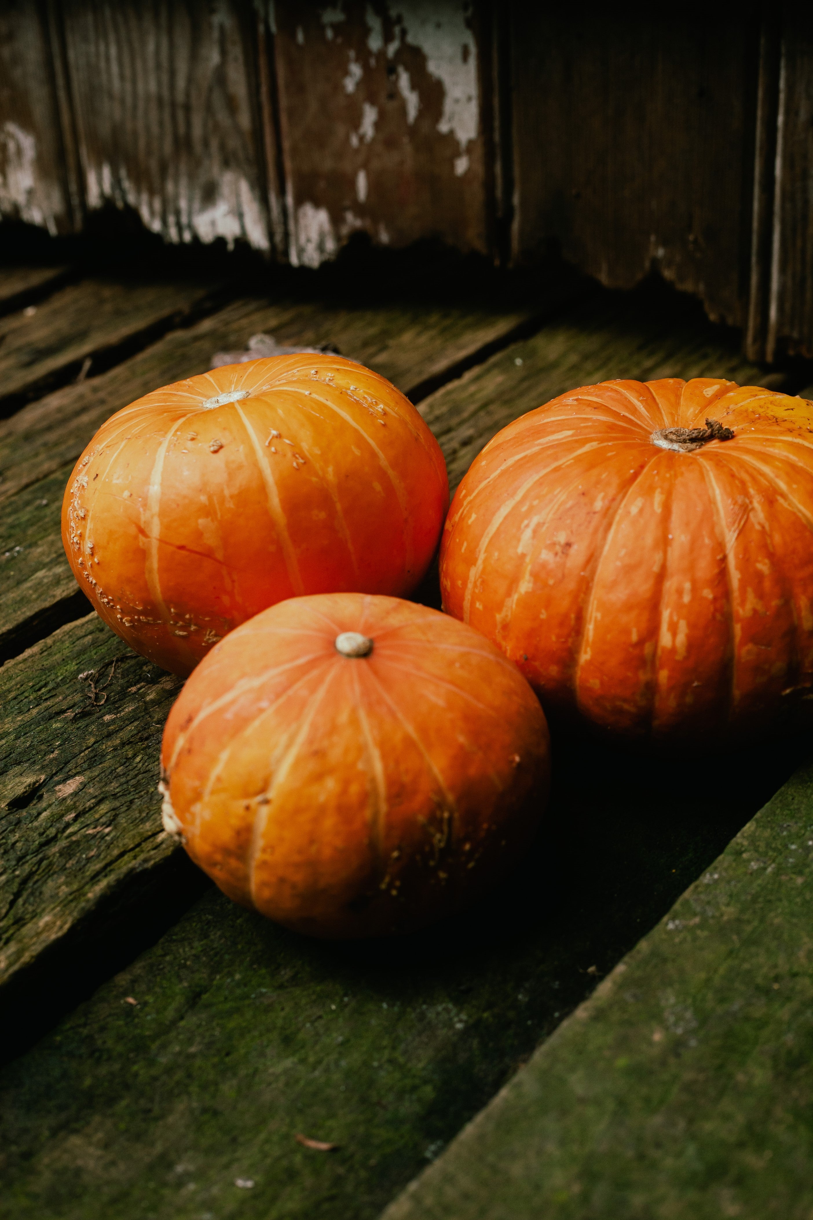 Seasons on the Farm - March