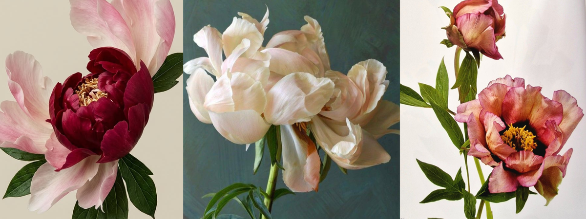 Plants to love this week: Peony