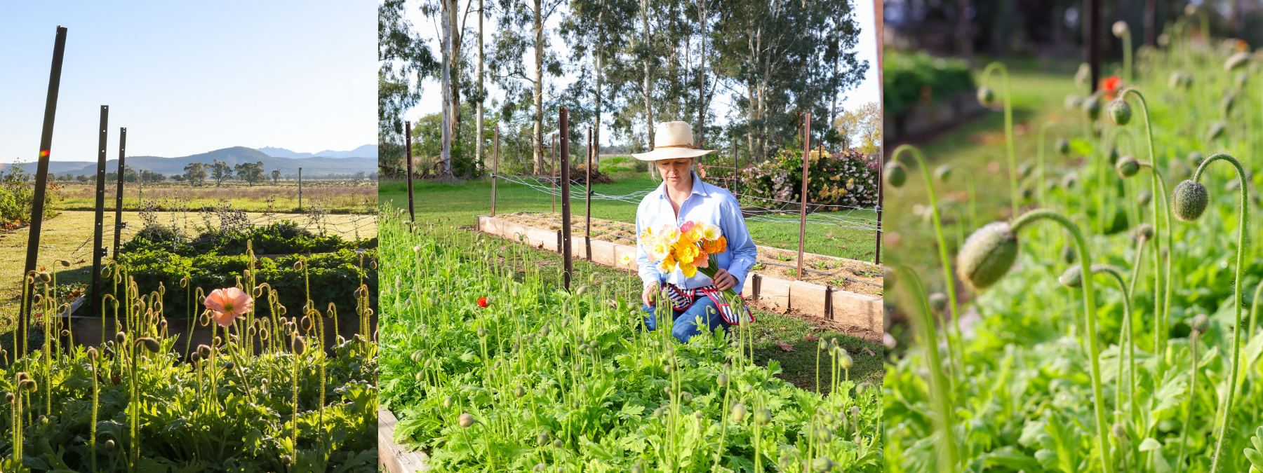 How to Grow Iceland Poppies - Three Things With Tilla Winston-Smith