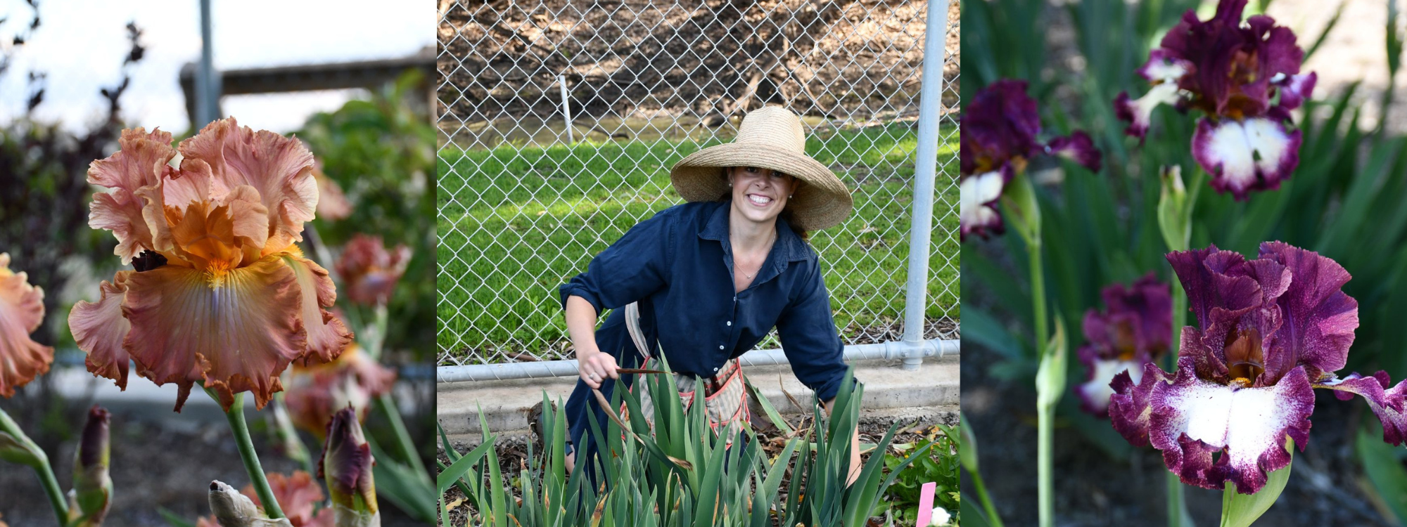 Three Reasons to Love and Plant Irises in Your Garden