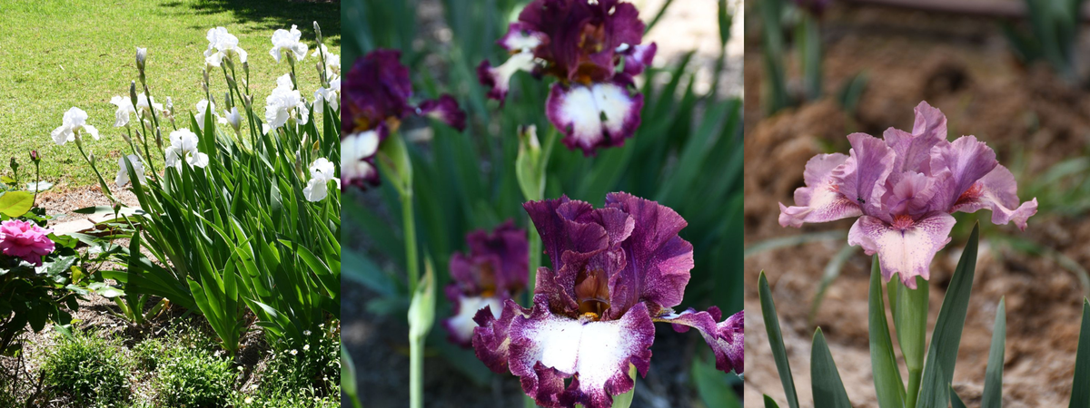 Three Tips for Growing Healthy Bearded Iris