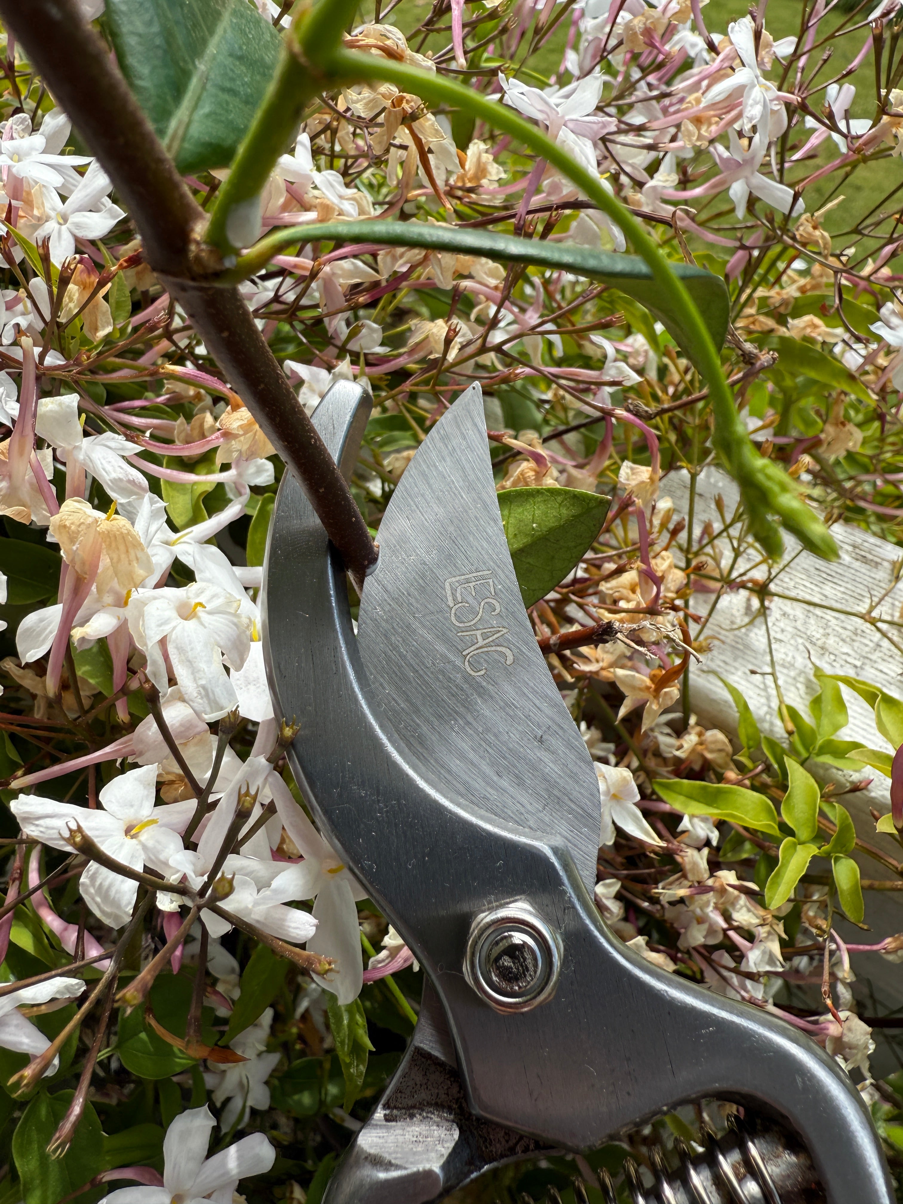Wooden + Steel Secateurs