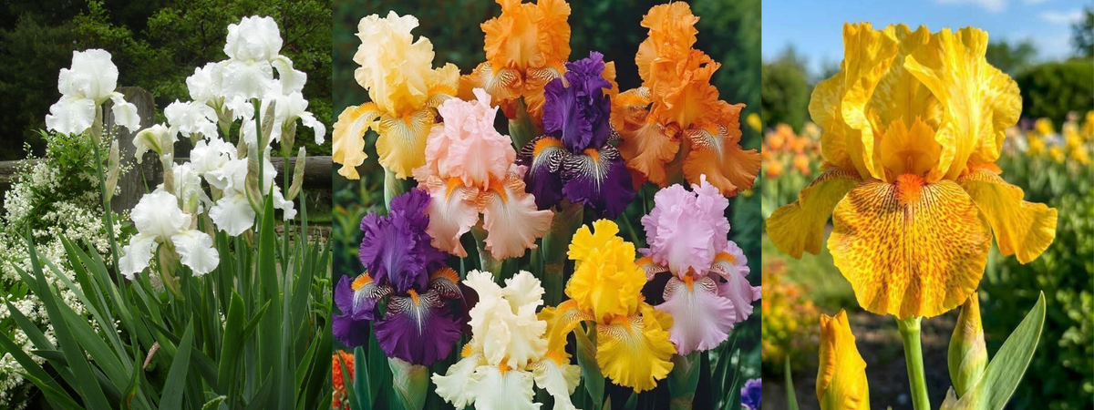 Plants to love this week: Bearded Iris