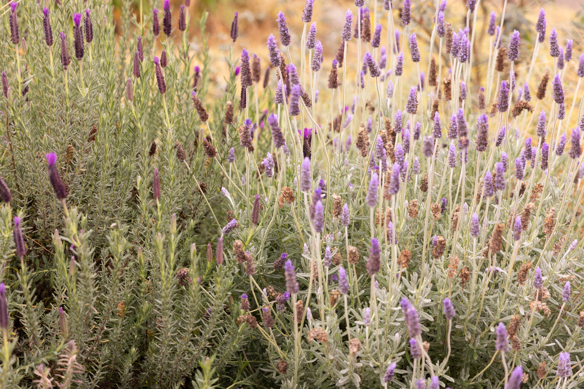 Inside Honey’s Hardy Garden & Border Combinations - Part One