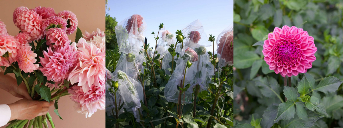 How to grow dahlias in a harsh climate with Tilla Winston-Smith