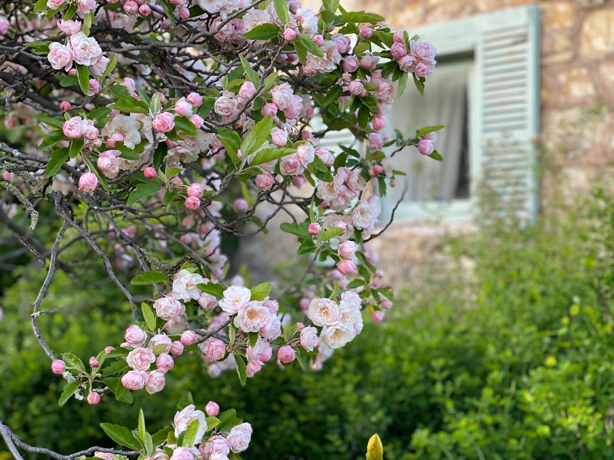 October in the Garden - Trisha's Meanderings