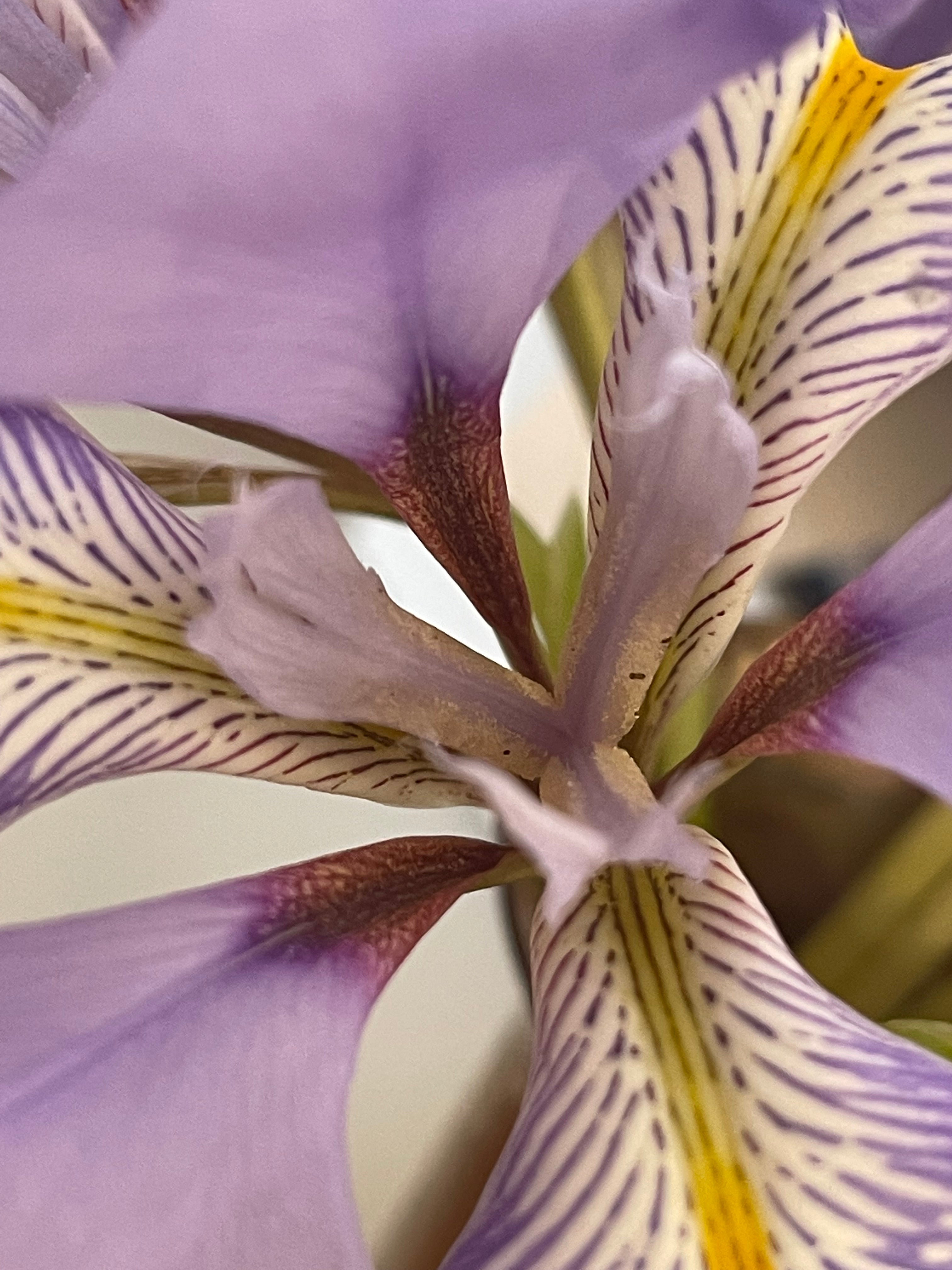 AUGUST IN THE GARDEN - TRISHA'S MEANDERINGS