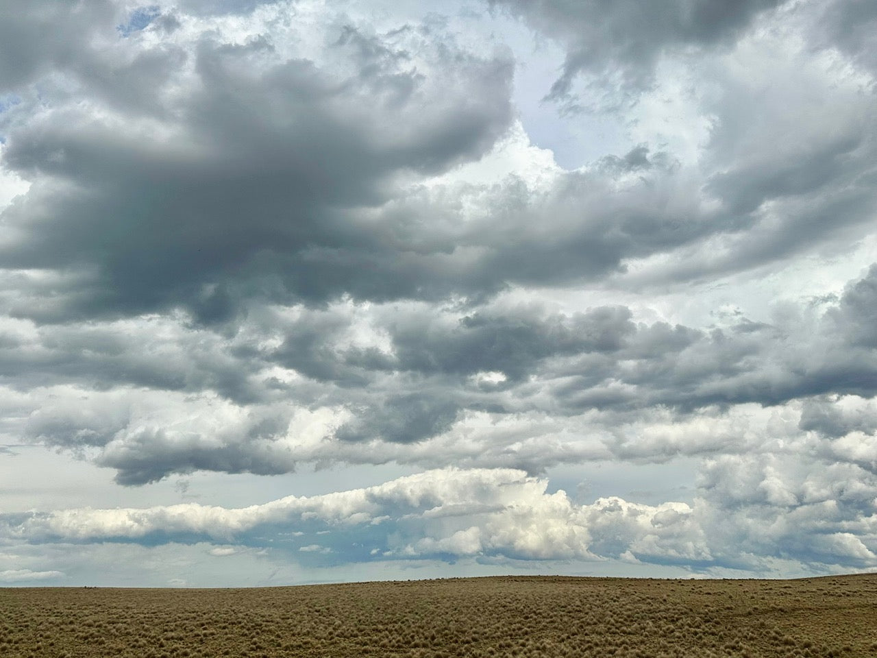 January in the Garden - Trisha's Meanderings