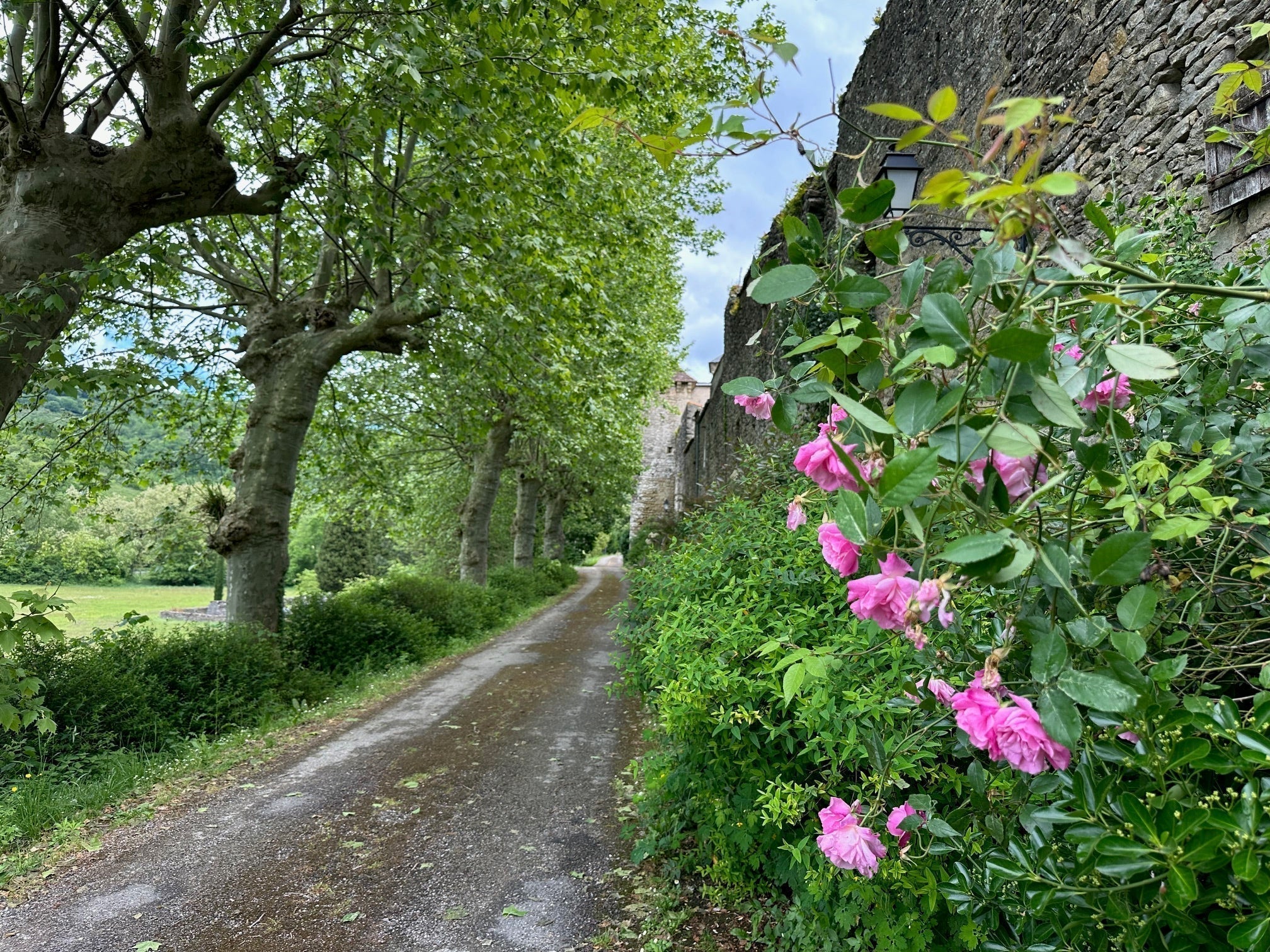 Trisha's Meanderings: On Roses, Beauty & the French Way