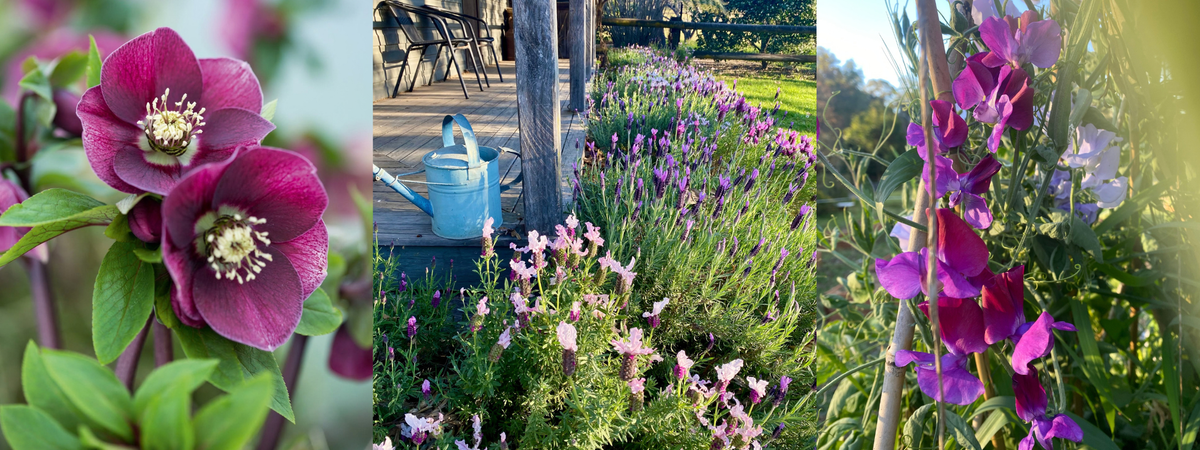 3 Flowers To Grow In Spring with Nadine Brown