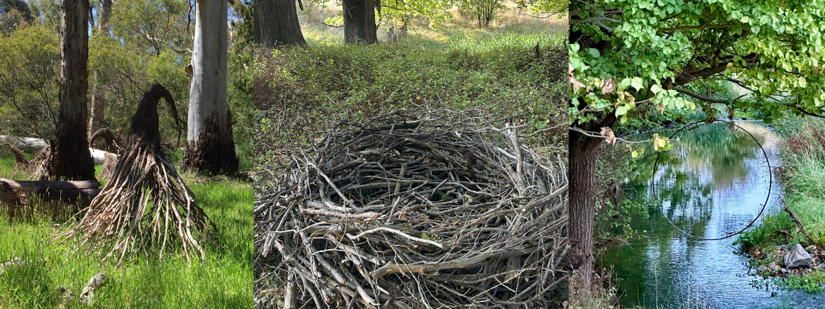 Trisha's Meanderings: The Ephemeral Garden
