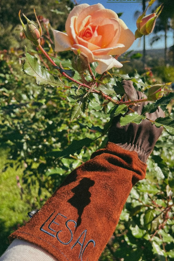 Thorn Proof Gloves - Brown